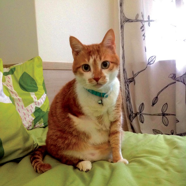 小霸王金針，康復後成為一隻迷人的貓咪。攝影：小南