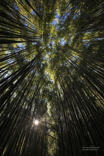 forest trekking hsinchu trails bamboo 新竹 6d 尖石 竹林 霞喀羅 星芒 霞喀羅古道 養老 ef1635mmf28liiusm 霞喀羅國家步道 1635lii