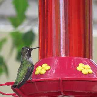 Hummingbird at Bantam
