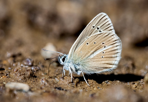 butterfly albania damon lycaenidae polyommatus korçë dardhë