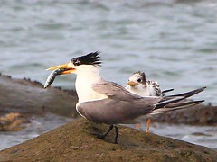 IMG_3695_ 鳳頭燕鷗 Greater Crested Tern