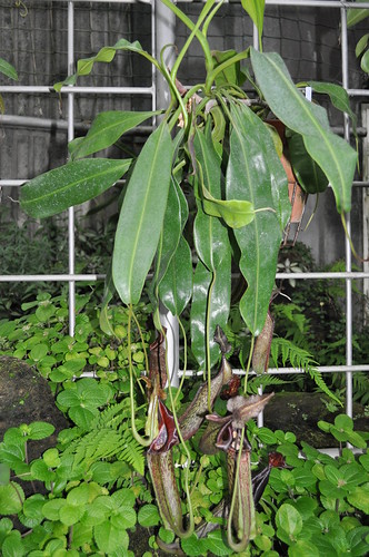 Nepenthes hybrid - N. miranda?