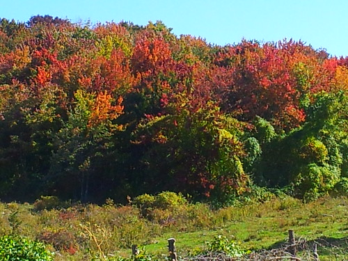 Connecticut Foliage