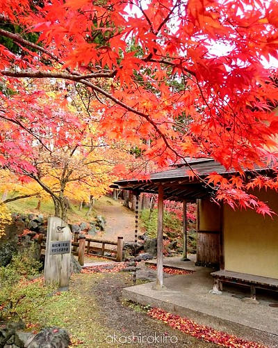 autumn leaves japan maple japanesemaple aomori hachinohe 紅葉 fallenleaves 青森 モミジ 八戸 xperia