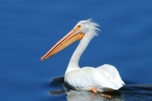 bird birds pelican whitepelican
