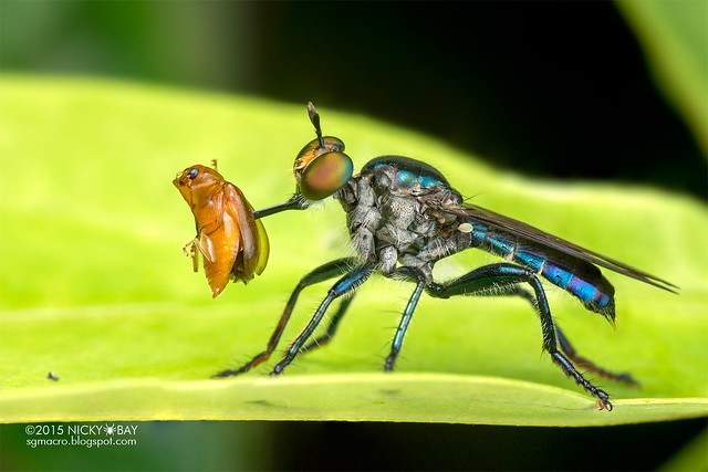 Robberfly (Asilidae) - DSC_8866