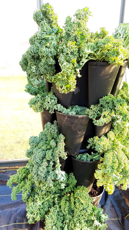 How to move your kale indoors if you're having a extra cold, rough Winter. This will make sure your kale will survive for a extra few months!